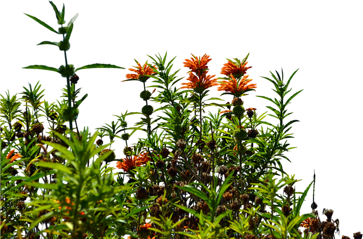 Wild Flowers Stock Photo 0085 Png By Annamae22 - Wildflowers Png (1600x1060)