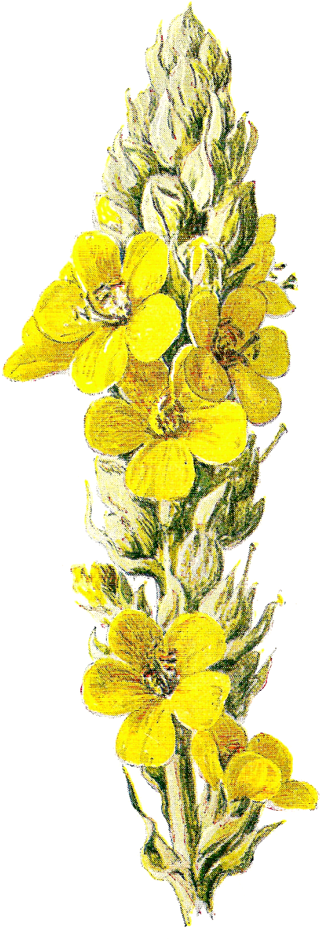 Wildflower Clipart - Clipground - Bouquet (790x1600)