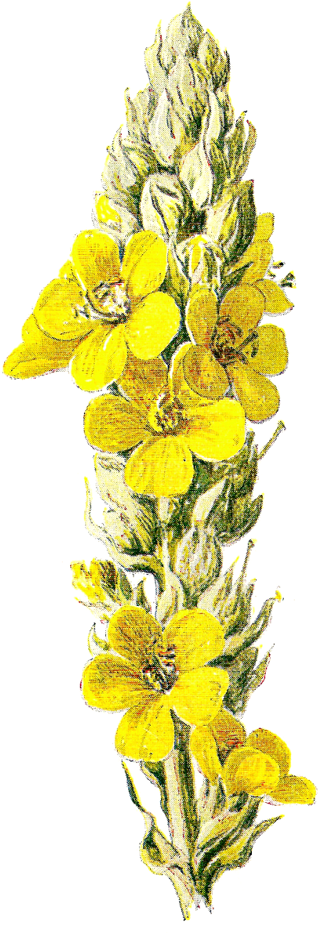 Коровяк растение рисунок