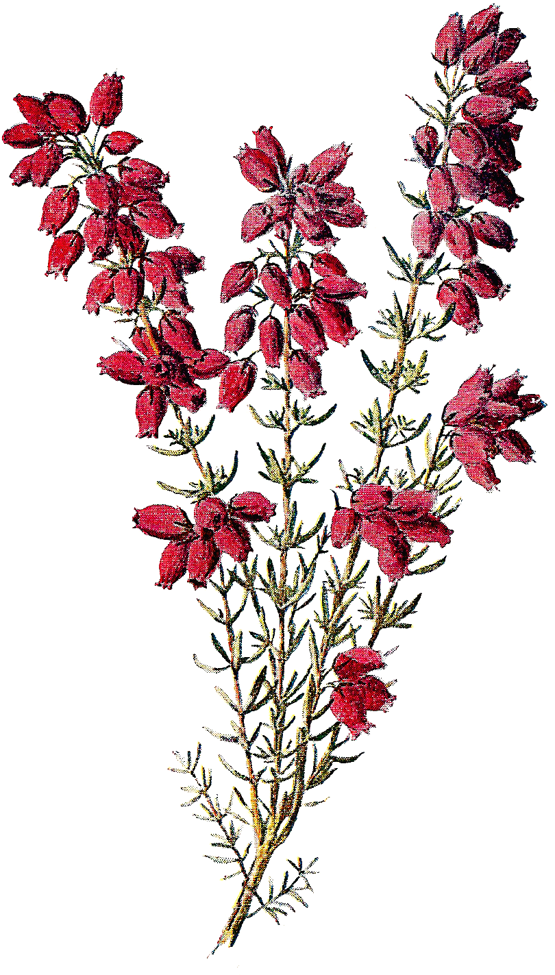 Stock Wildflower Image Heather - Heather Flower Png (997x1582)