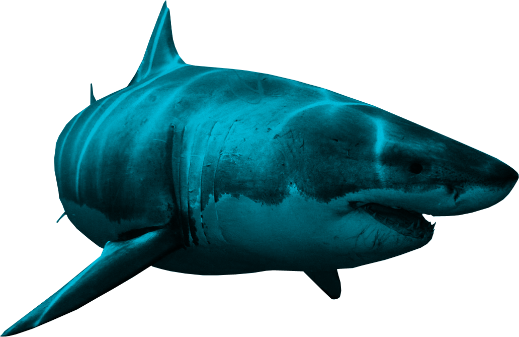Shark Png - Shark Png (1032x669)