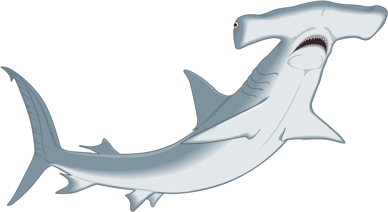 Album - Hammerhead Clipart (1280x705)