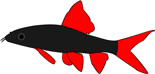 Rainbow Shark By Ccisnex - Rainbow Shark By Ccisnex (800x343)
