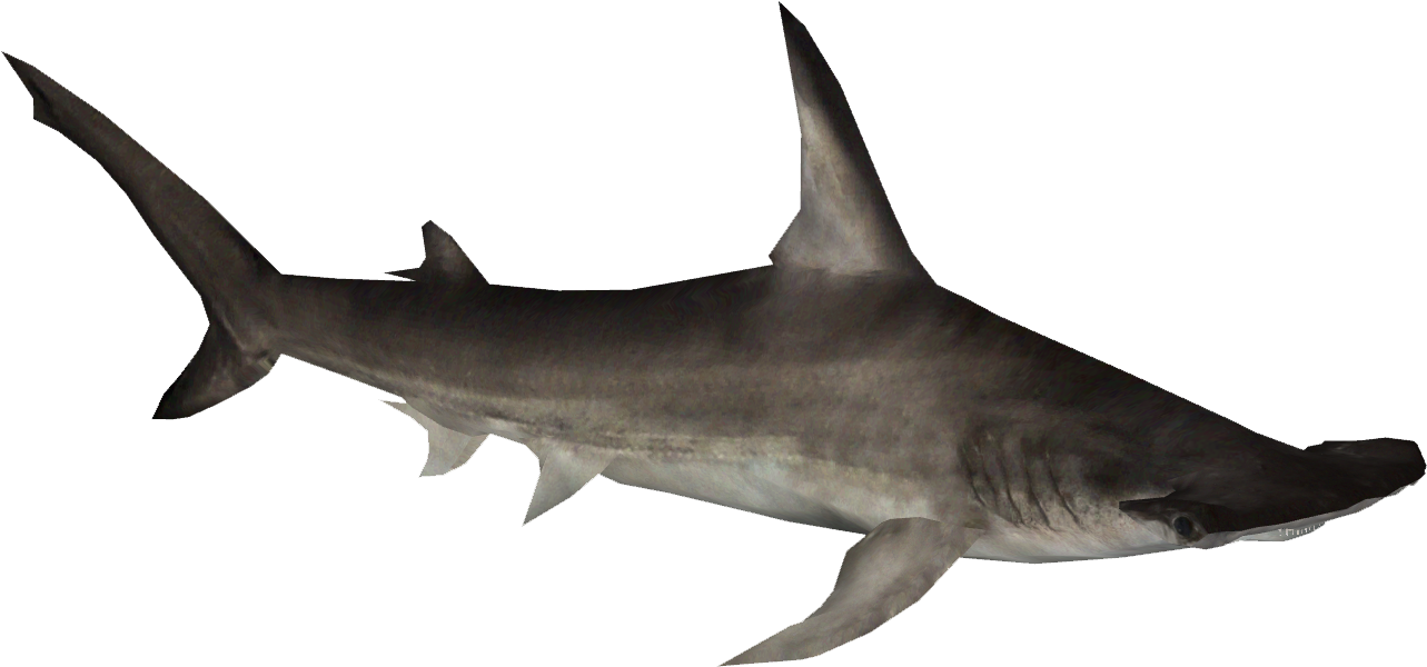 Hammerhead Shark Clipart - Hammerhead Shark Png (1282x1282)