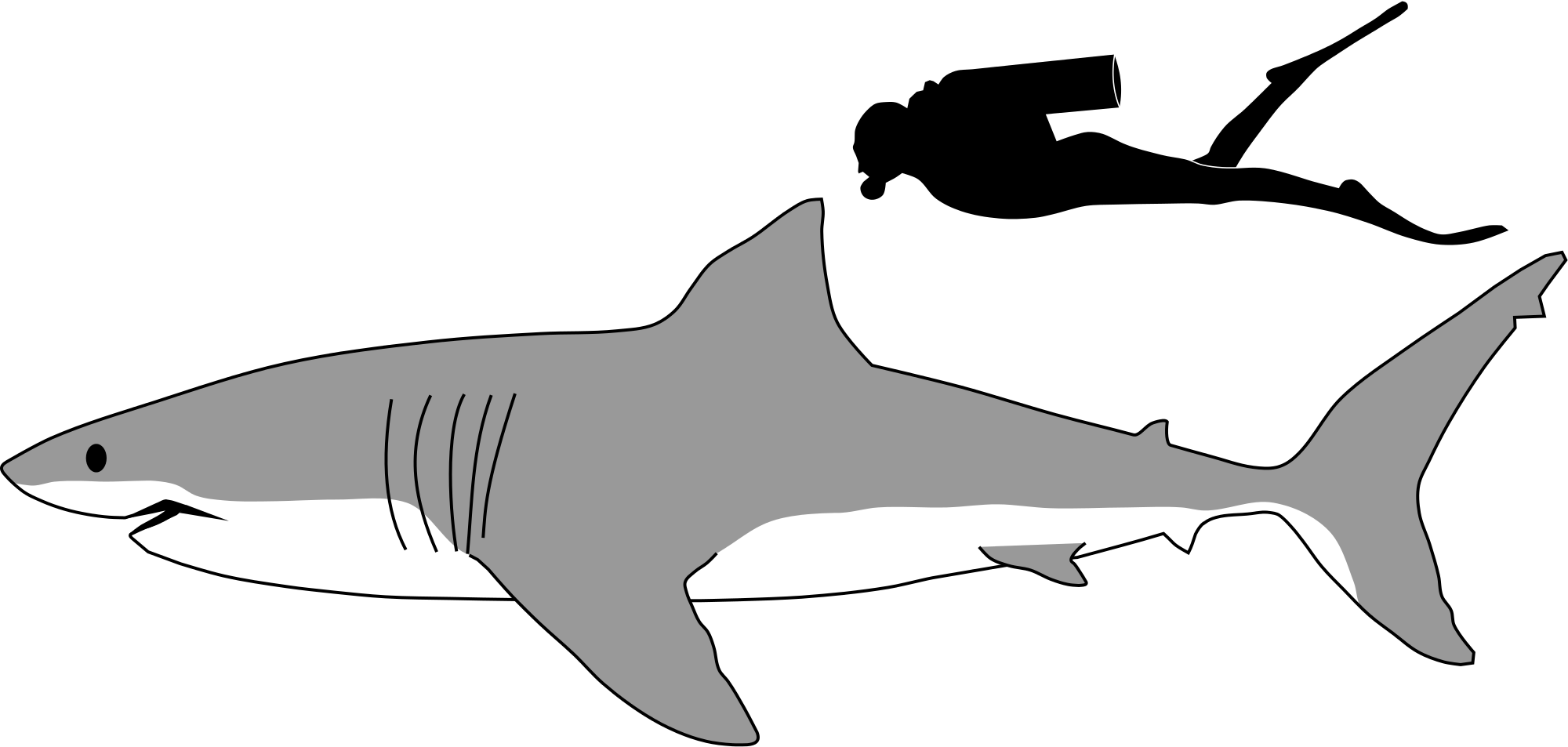 Shark Black And White Great White Shark Wikipedia - Great White Shark Size (2000x953)