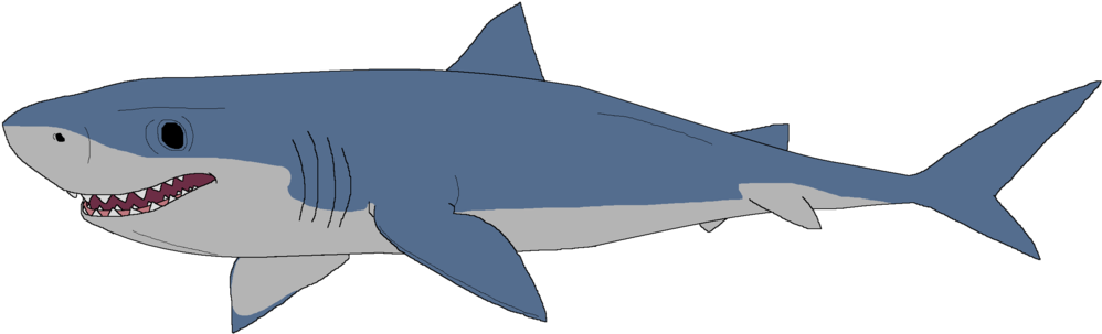 Great White Shark Clipart Drawn - Great White Shark Drawing (1024x326)
