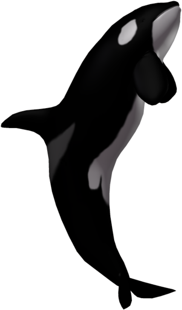 Killer Whale Transparent - Killer Whale Transparent (1024x639)