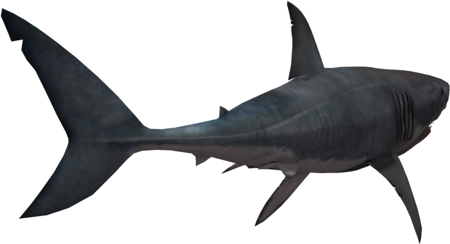 Shark Png Transparent Image - Shark Png Transparent (1024x639)
