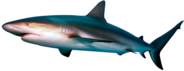 Shark - Shark Png (630x242)