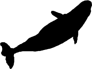 Make A Silhouette - Cetacea (500x333)
