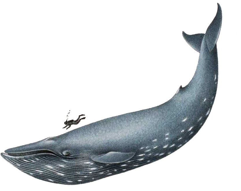 Humpback Whale Clip Art - Blue Whale Png (874x692)