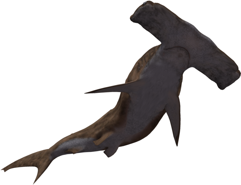 Shark Transparent Background - Hammerhead Shark Transparent Background (1024x639)