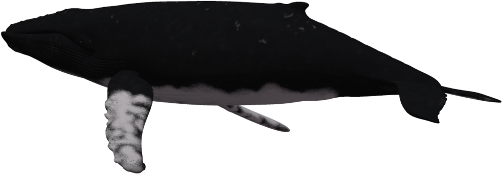 Dolphin Humpback Whale Clip Art - Dolphin Humpback Whale Clip Art (1024x639)