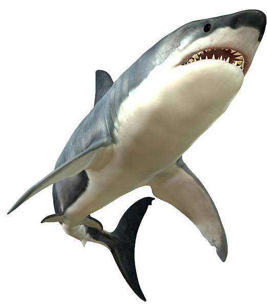Shark Png Picture - Great White Shark Png (600x600)