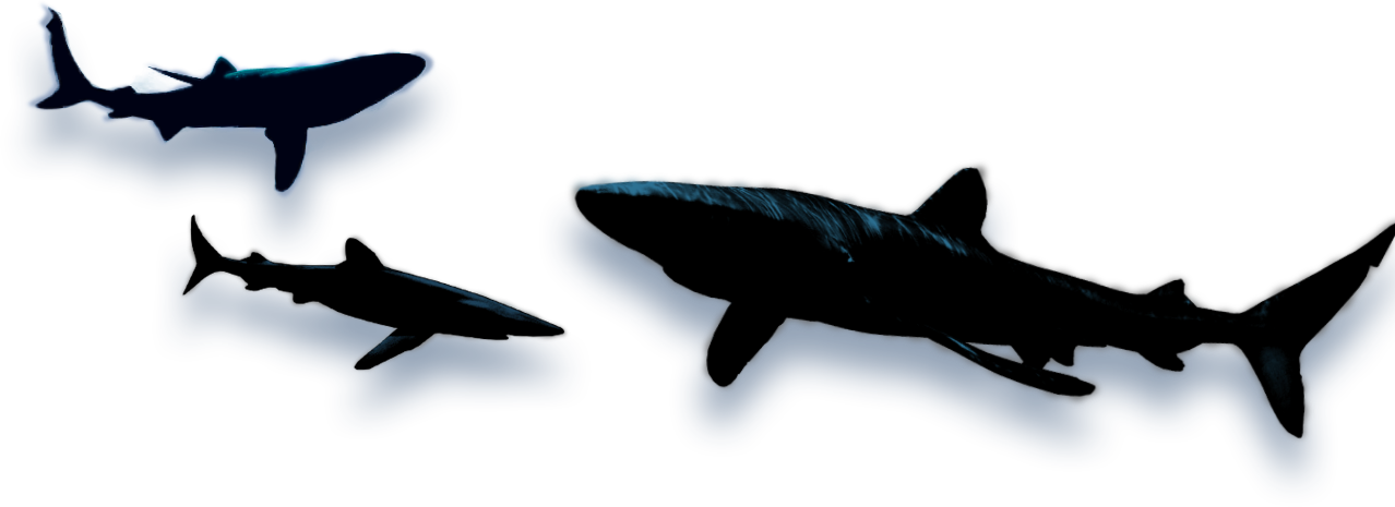 Shark Wars By Ej Altbacker - Lamnidae (1278x465)