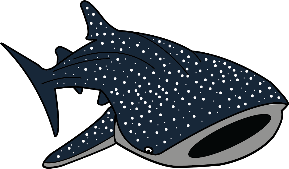 Free Shark Silhouette Png - Whale Shark Clip Art (1000x570)