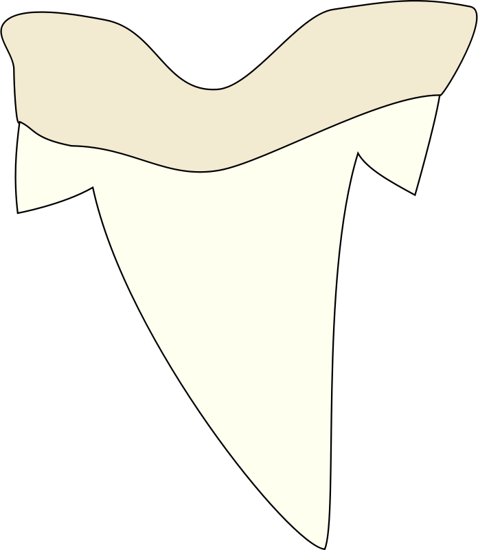 Free Shark Tooth - Shark Tooth Clipart (696x800)