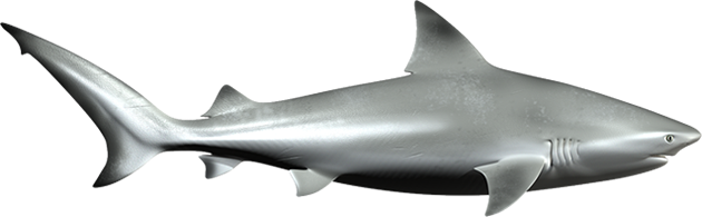 Bull Shark (630x195)