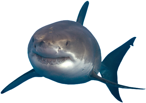 Shark Png Images Transparent Free Download Pngmart - Great White Shark Png (500x352)