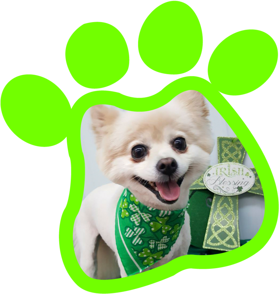 Paw Print Gallery20180315 19177 10kru5n - Paw (960x960)