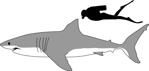 Shark Profile Drawing - Great White Shark Size (1024x488)