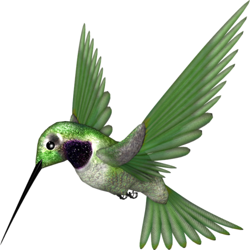 Klik For At Se I Normal Størrelse - Rufous Hummingbird (500x500)