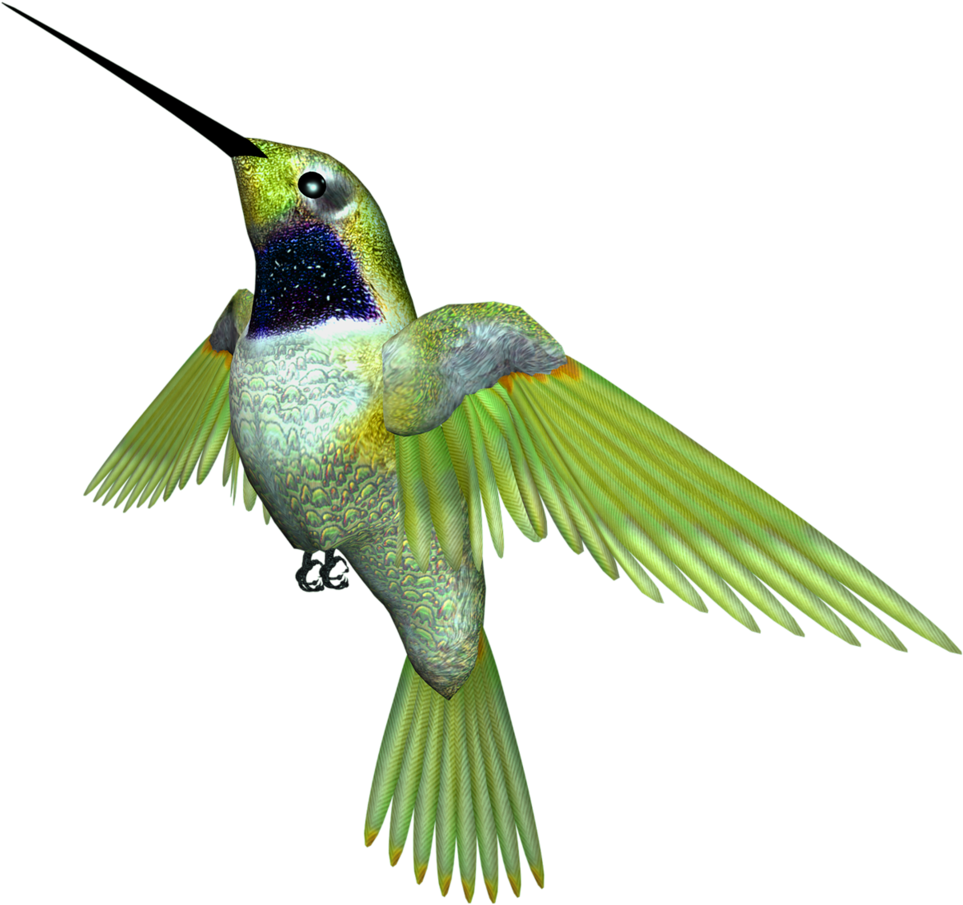 Hummingbird - Ruby-throated Hummingbird (1024x1024)