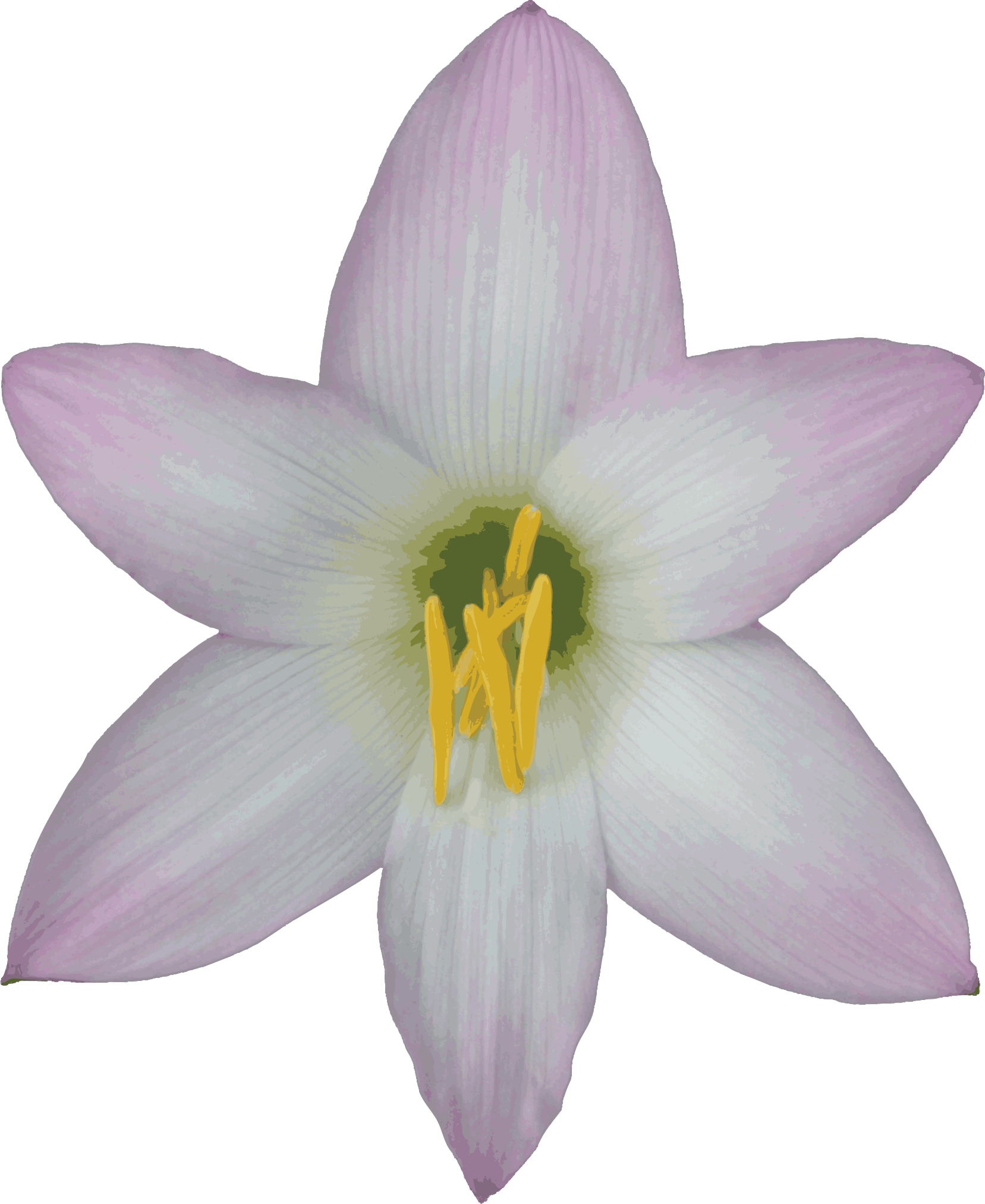 Free Transparent Background Nature Images Gif - Lily With No Background (1657x2024)