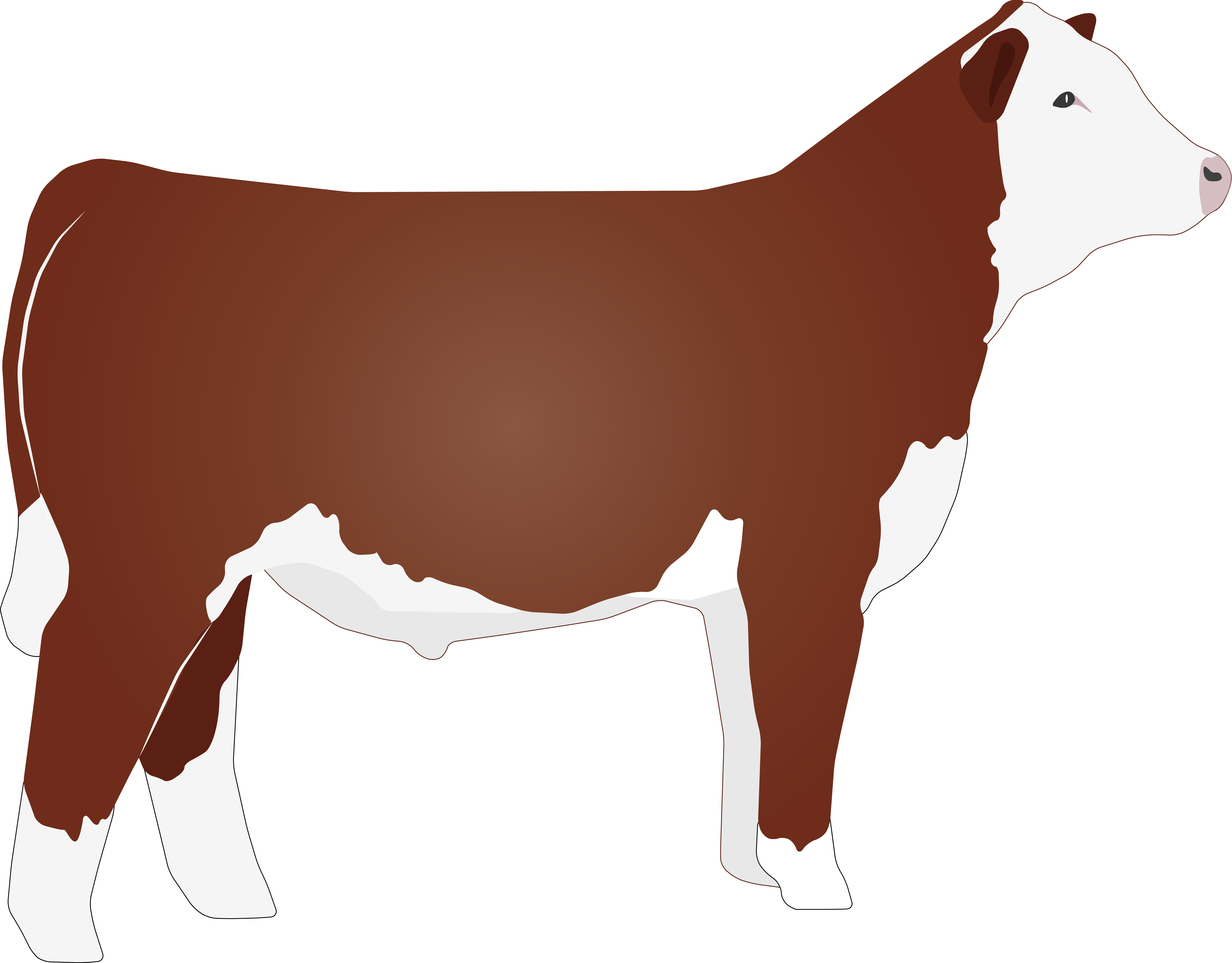 Related Hereford Bull Clipart - Hereford Clip Art (6573x5137)