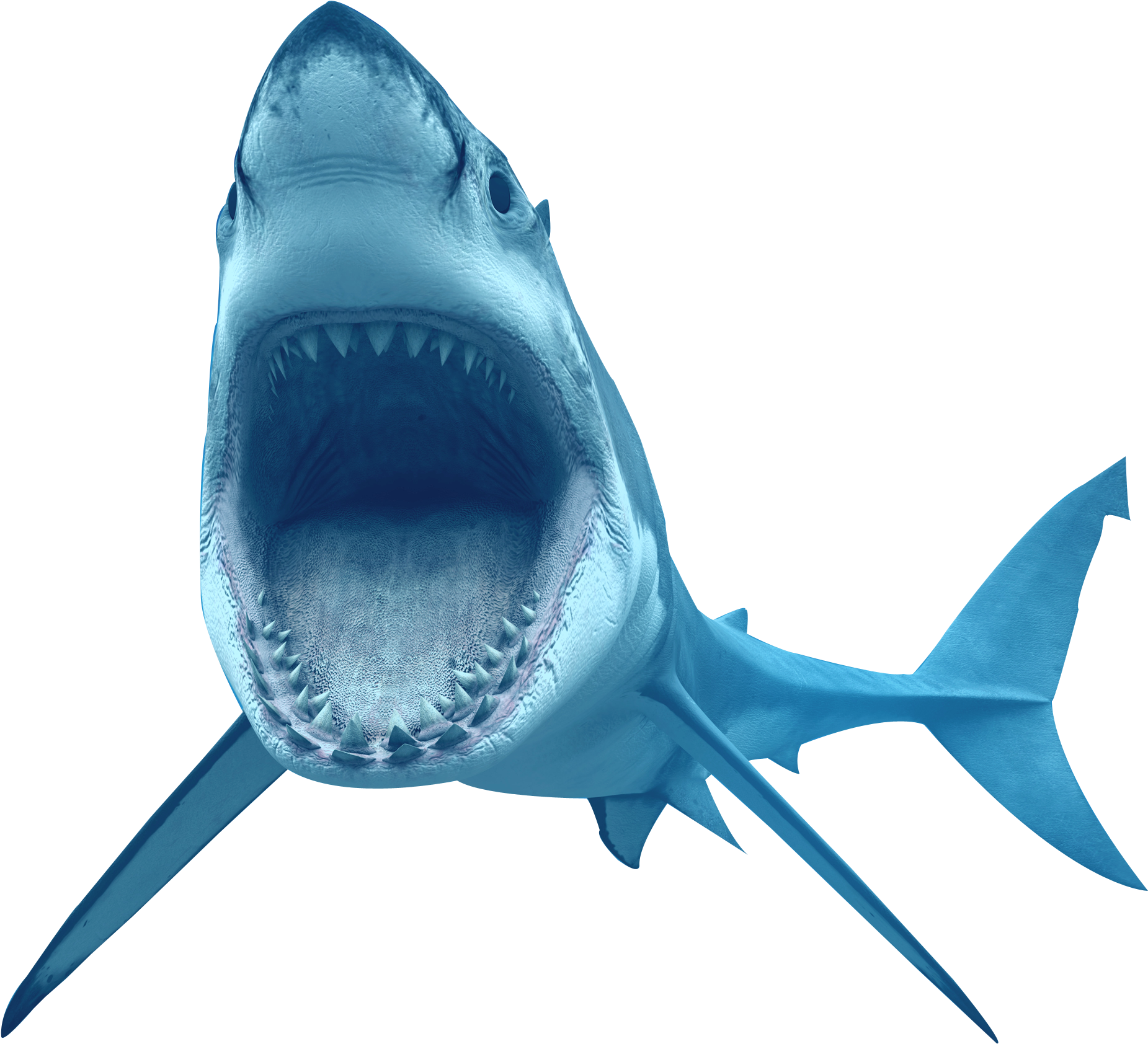 Animal Shark Transparent Image - Great White Shark Transparent Background (2357x1923)