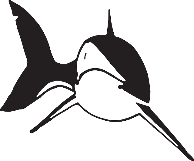 White, Big, Swim, Shark, Sea, Swimming - Shark (640x531)