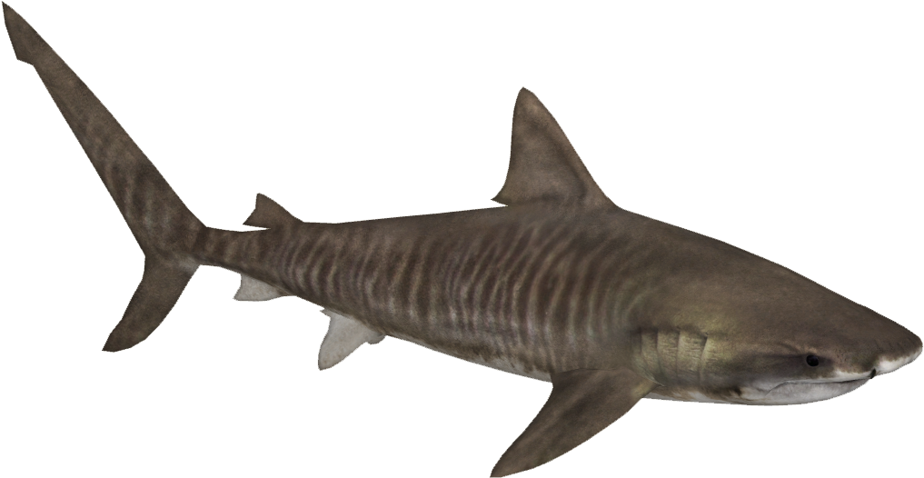 Tiger Shark Png Image - Shark (1016x1016)