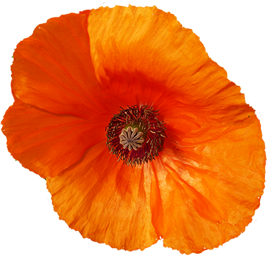 Red Poppy Flower Clipart, Red Poppy Flower Graphics - Corn Poppy (413x378)