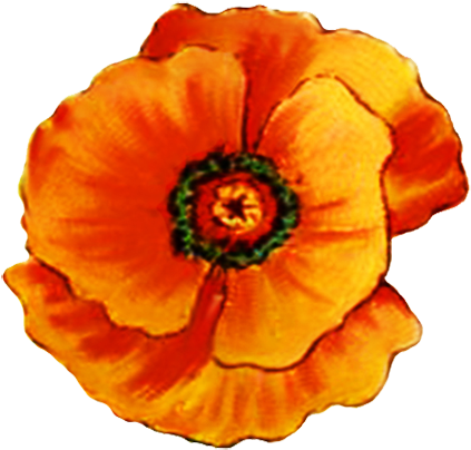 Head Of Poppy Flower - Orange Poppy Flower Clipart (438x472)