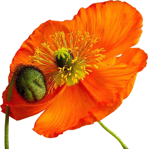 Tube Fleurs 0ranges - Clipart Transparent Coquelicot (520x523)