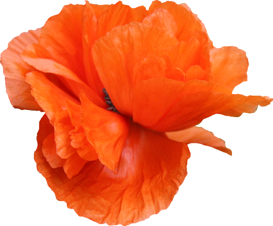Poppy Png 03 By Thy Darkest Hour - Poppy Png (900x744)