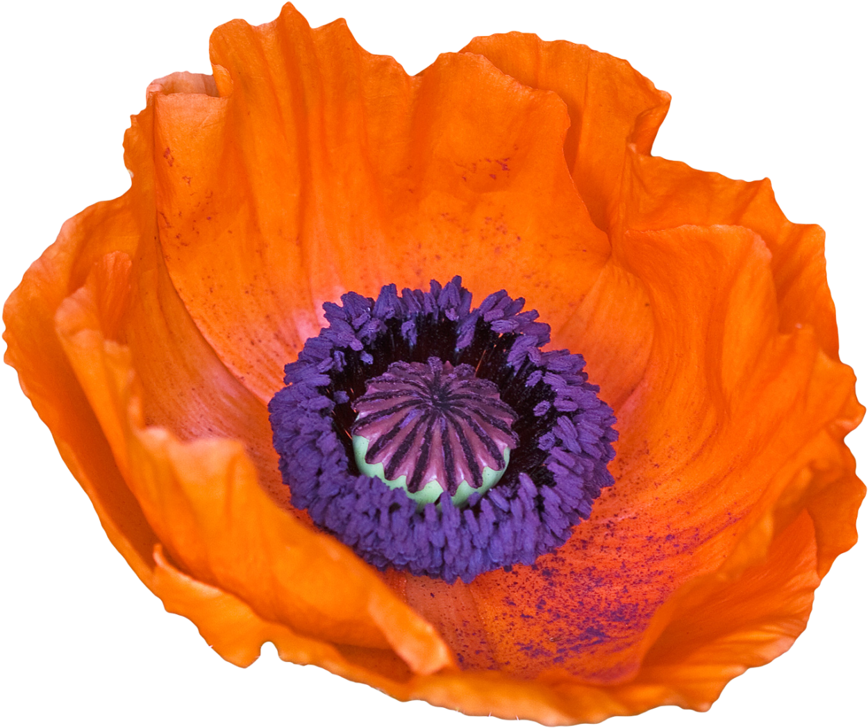 “old English Poppy From The Papaveraceae Family - Poppy (1280x1070)