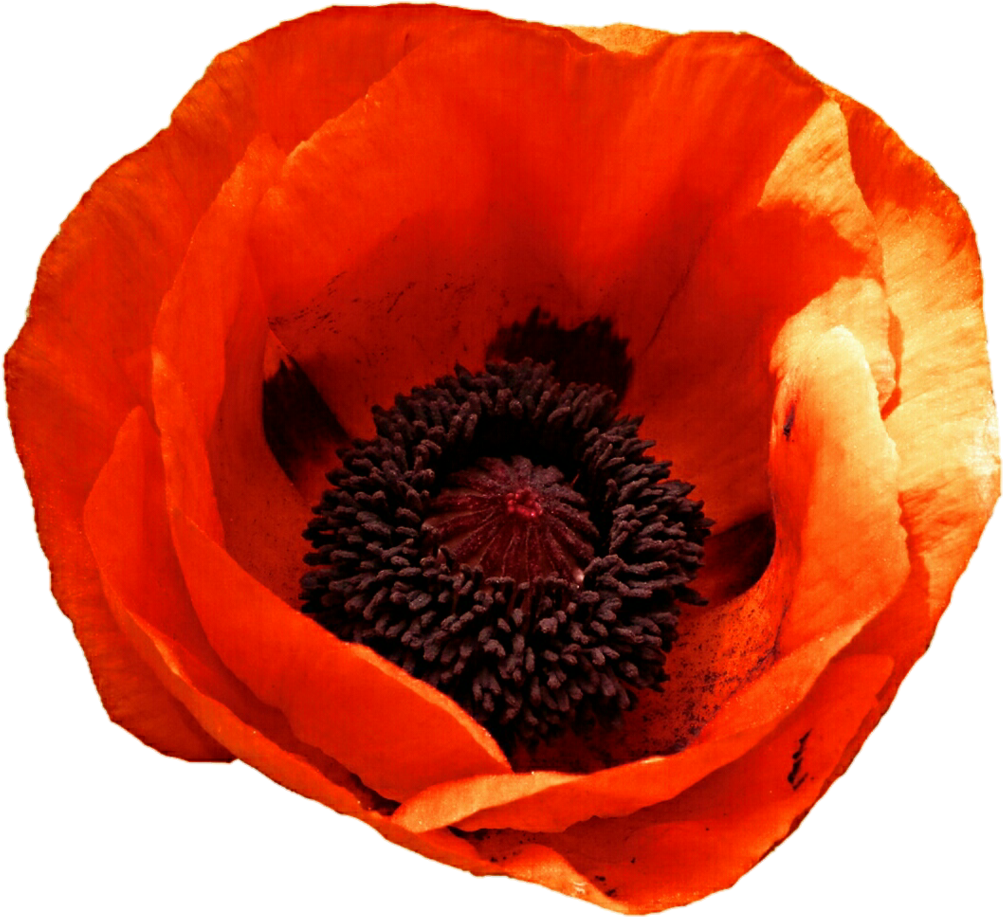 Transparent - Oriental Poppy (1024x943)