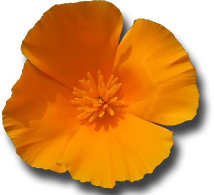 California Poppy Essence Honor Your Spirit Sister Spinster - California Poppy Essence Honor Your Spirit Sister Spinster (441x401)