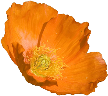 California Poppy Drawing - Orange Poppy Flower (364x353)