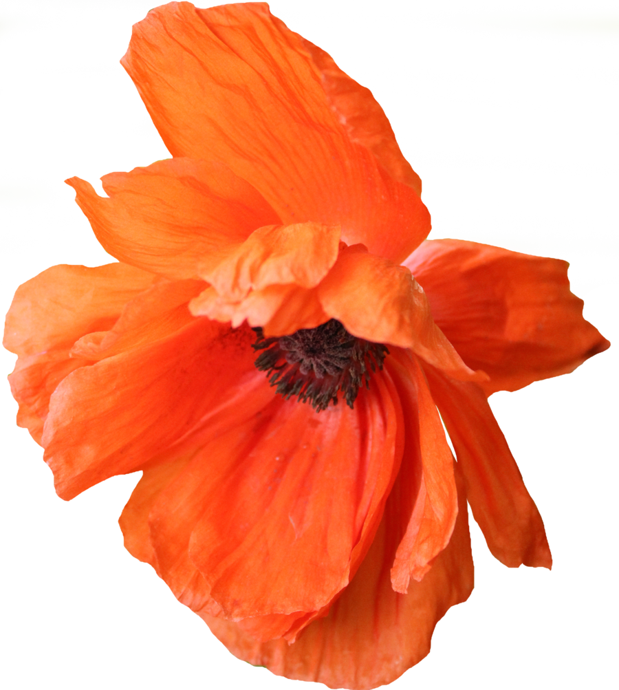 Poppy Png 05 By Thy Darkest Hour - Portable Network Graphics (900x1003)