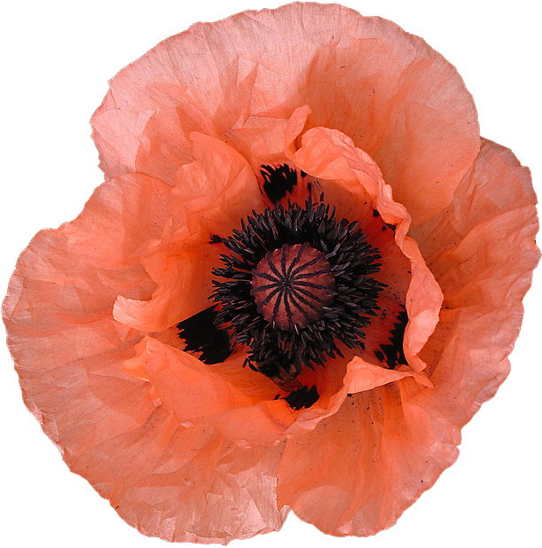 “ “khedive” Papaver Orientale - Schöne Korallenrote Mohnblume Save The Date Postkarte (640x640)
