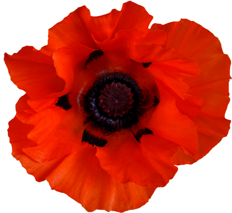 Poppy Png By Jeanmaryanne - Poppy (1024x768)