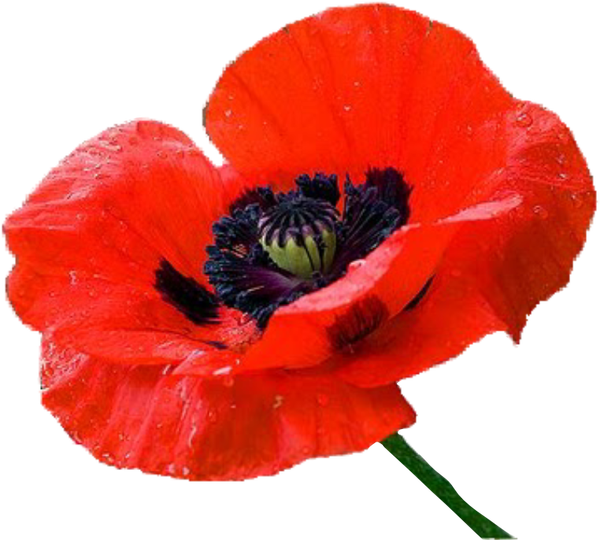 Poppy Imagespoppy Flowersflower - Мак Клипарт (600x540)
