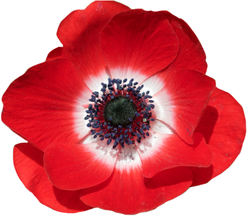 “poppy Anemone - Poppy With Transparent Background (500x426)