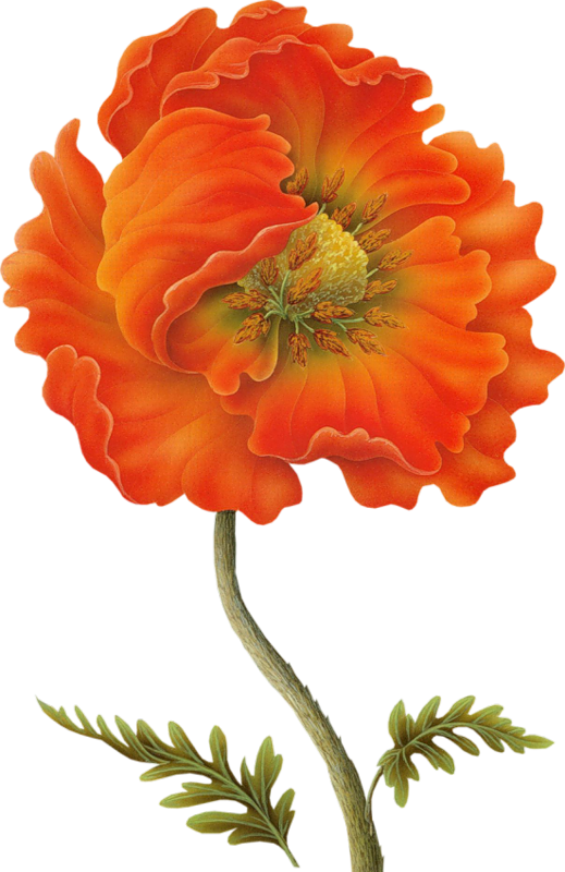 Яндекс - Фотки - Dibujos De Flores Naranja Para Decoupage (519x800)