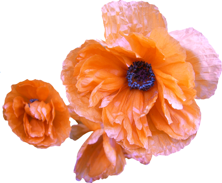 Poppy Png 02 By Thy Darkest Hour - Orange Poppy Png (900x745)
