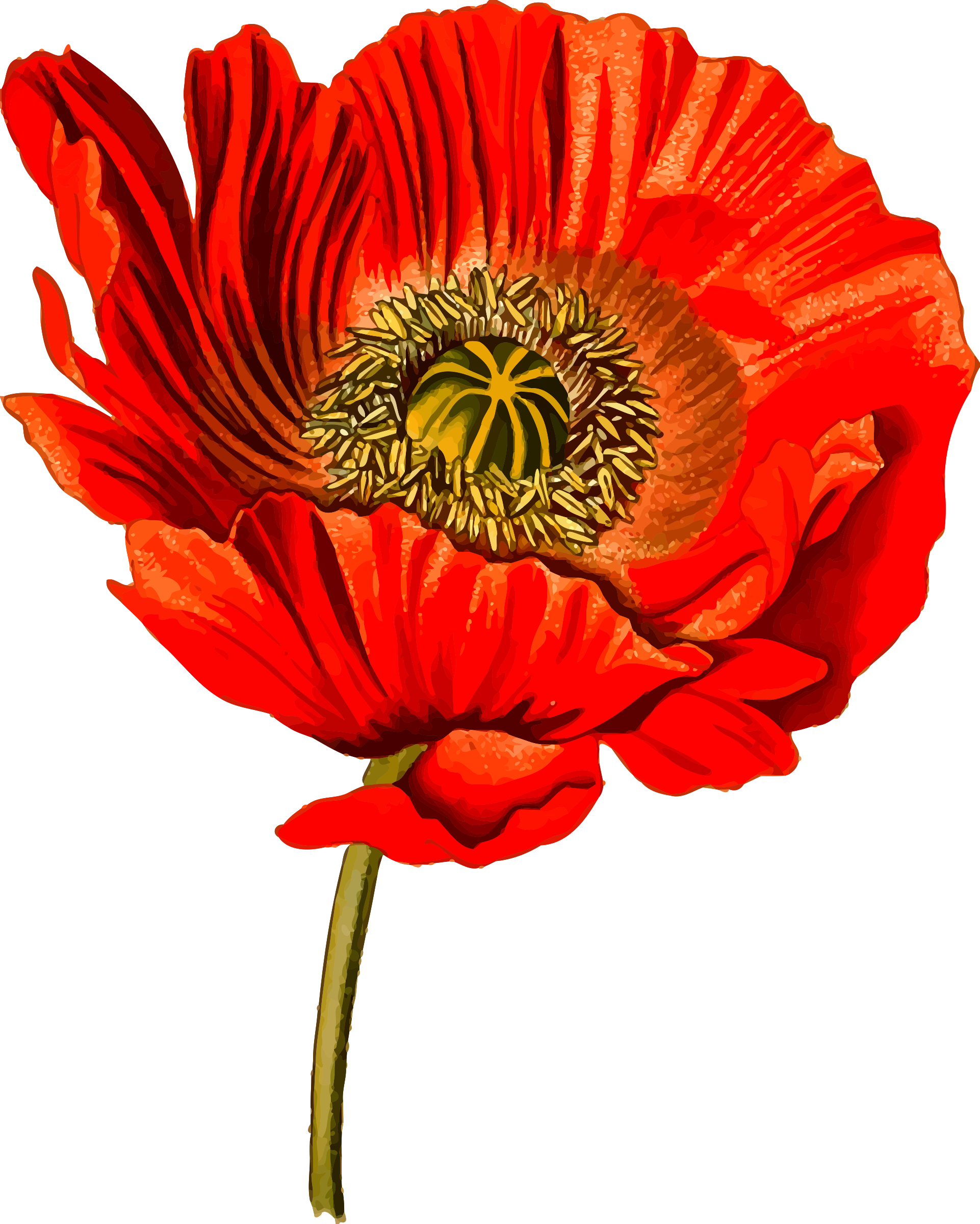 Download Image As A Png - Opium Poppy Png (1922x2400)