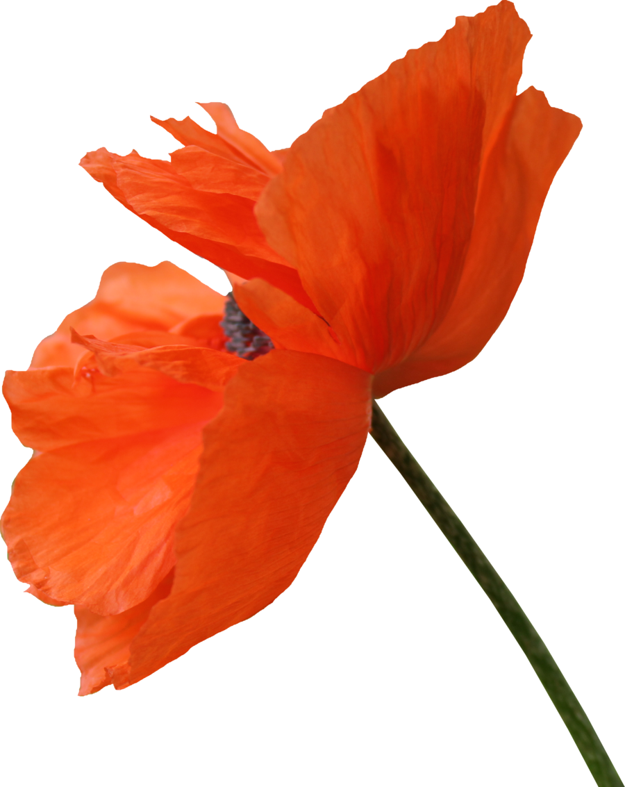 Poppy Png 06 By Thy Darkest Hour On Deviantart Artspirations - Red Poppy Flower Png (900x1133)