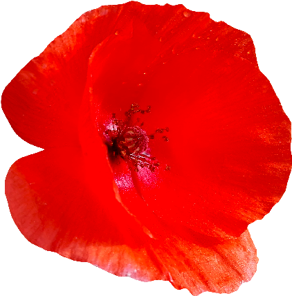 Purple Bellflower Png - Corn Poppy (560x560)